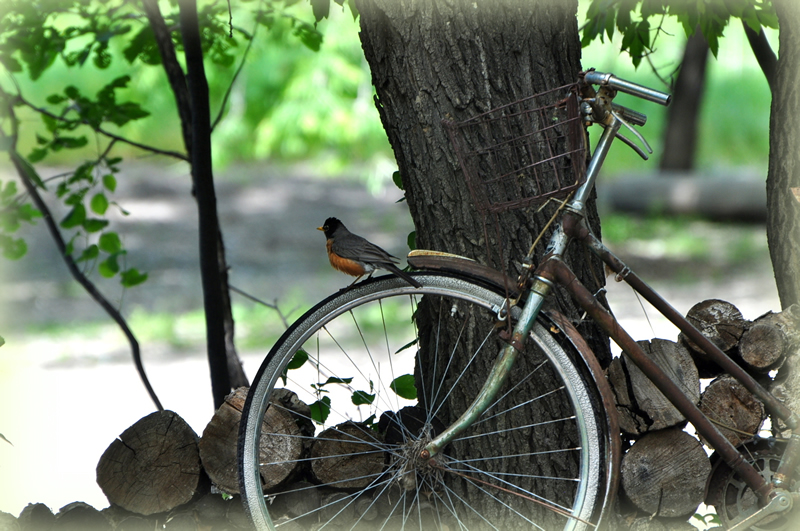 Robin on Bike by Cheryl Van Der Raadt